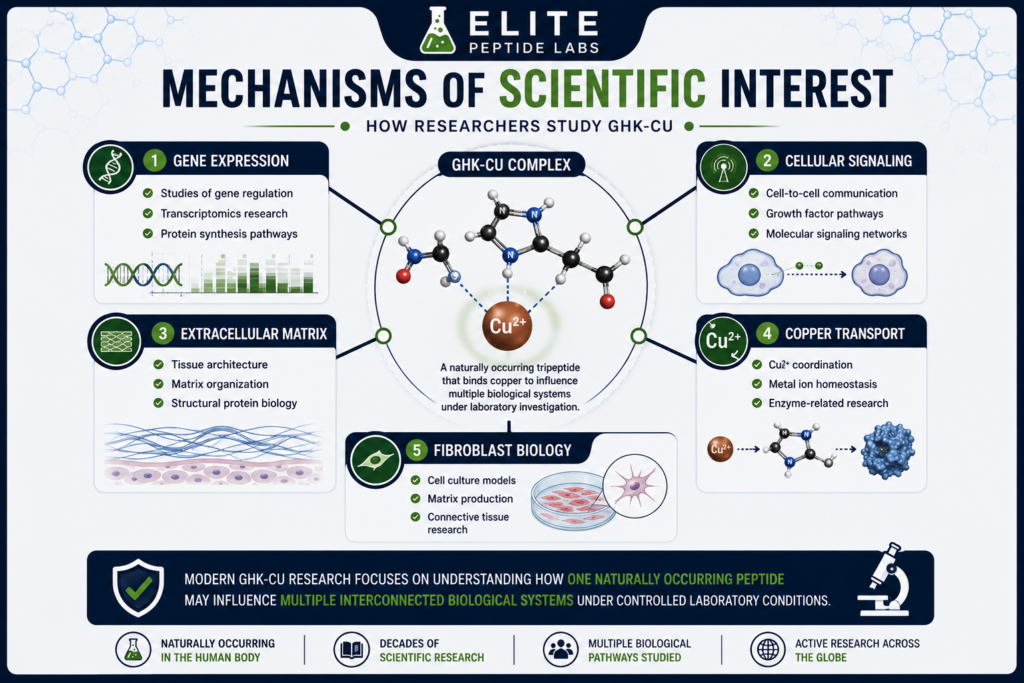 GHK-Cu mechanisms of scientific interest