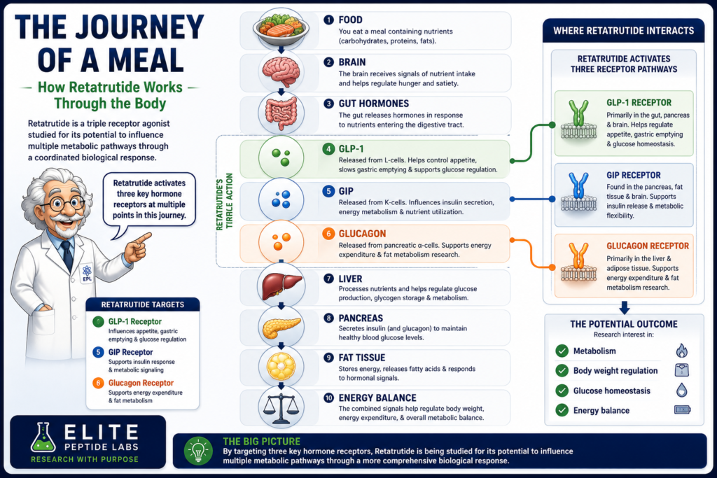 Retatrutide triple receptor agonist involving GLP-1 GIP and glucagon pathways